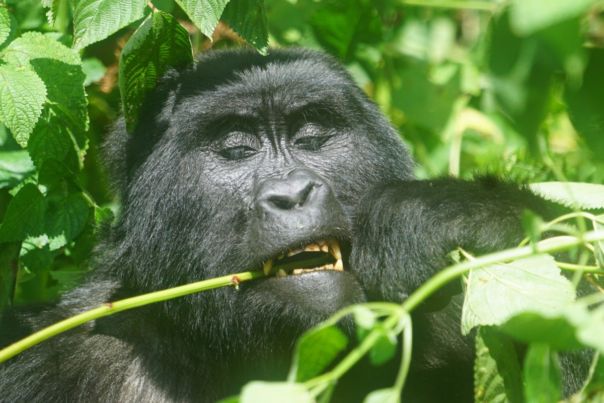 4 Days Fly in Gorilla Tracking