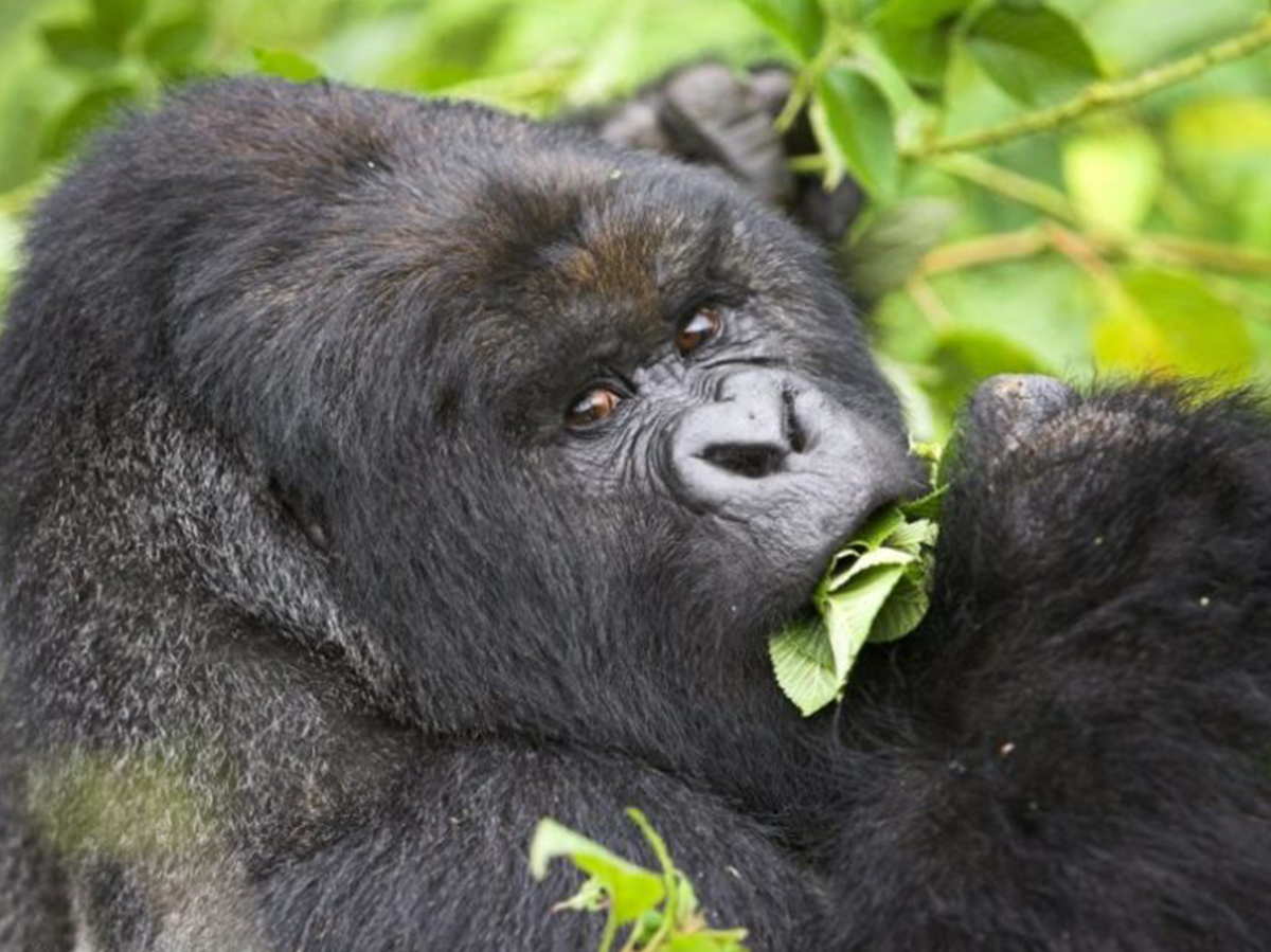 5 Days Wildlife & Gorilla Trekking