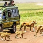 Which is better Serengeti or Ngorongoro