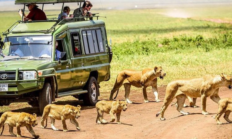 Which is better Serengeti or Ngorongoro