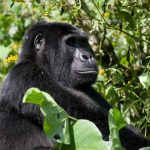 6 Day Uganda Primates Trekking