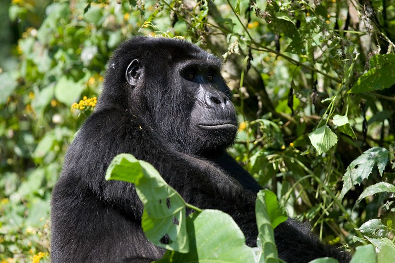 6 Day Uganda Primates Trekking