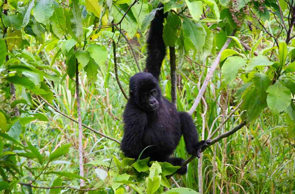 Budget gorilla trekking Bwindi