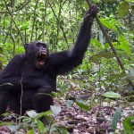 How Long Does Chimpanzee Tracking Take