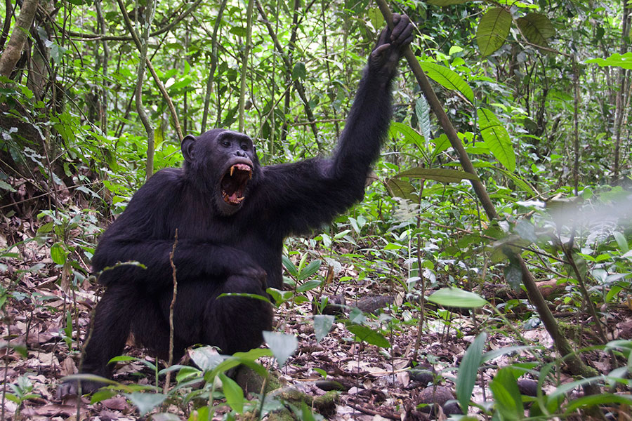 How Long Does Chimpanzee Tracking Take