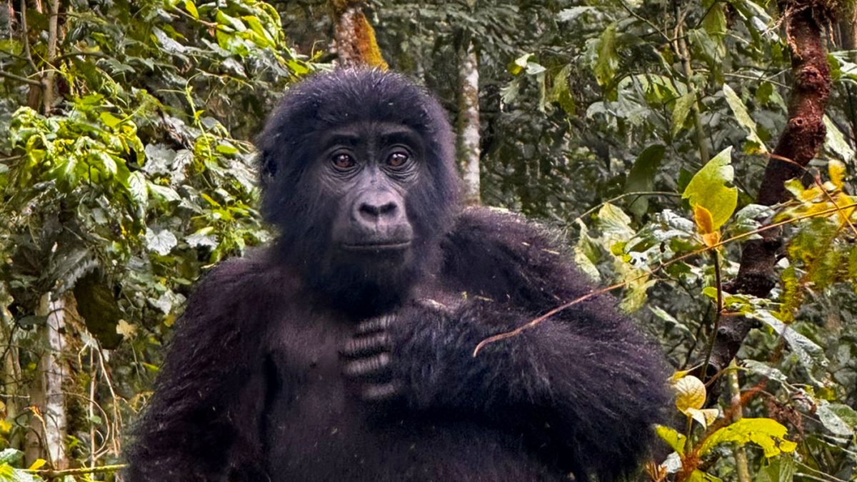 5 Days Uganda Classic Safaris