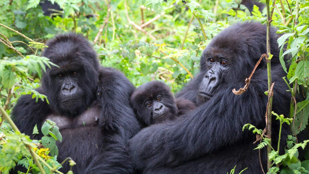 How to Prepare for Your Gorilla Trek in Uganda