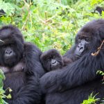 How to Prepare for Your Gorilla Trek in Uganda