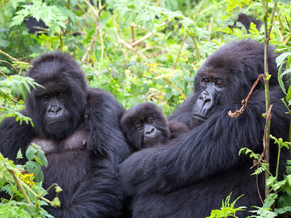 How to Prepare for Your Gorilla Trek in Uganda