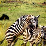 16 days pearl of Africa safaris