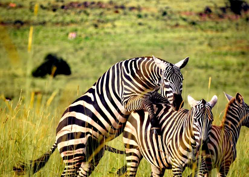 16 days pearl of Africa safaris
