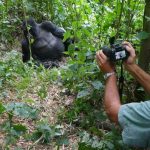 Is Gorilla Trekking Safe