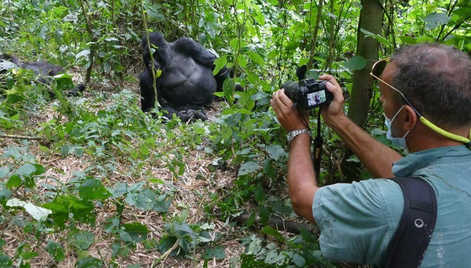 Is Gorilla Trekking Safe