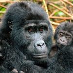 Bwindi Budget Gorilla Tours