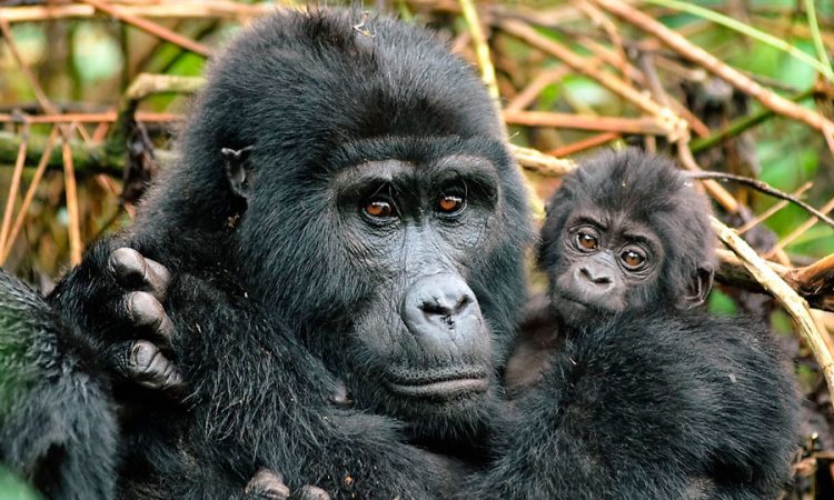 Bwindi Budget Gorilla Tours