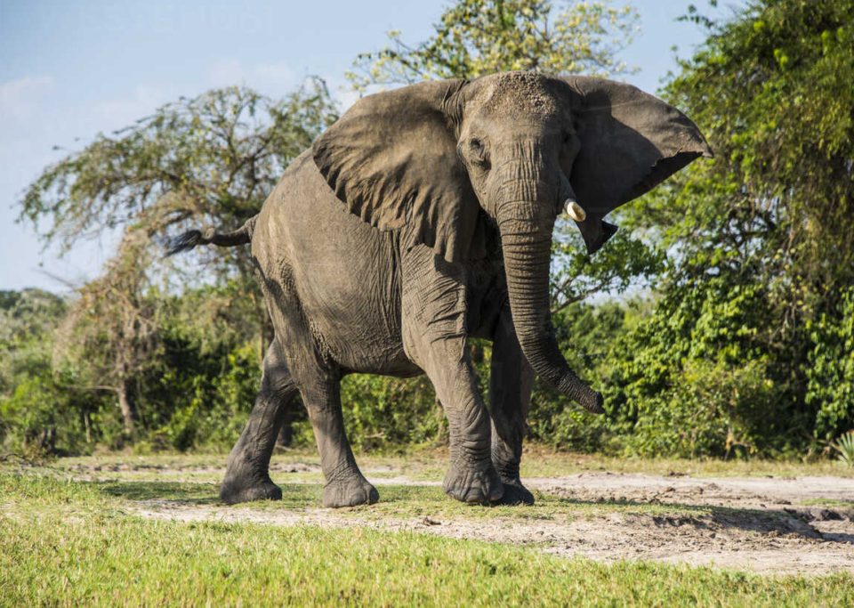 7 Days Uganda Big Five