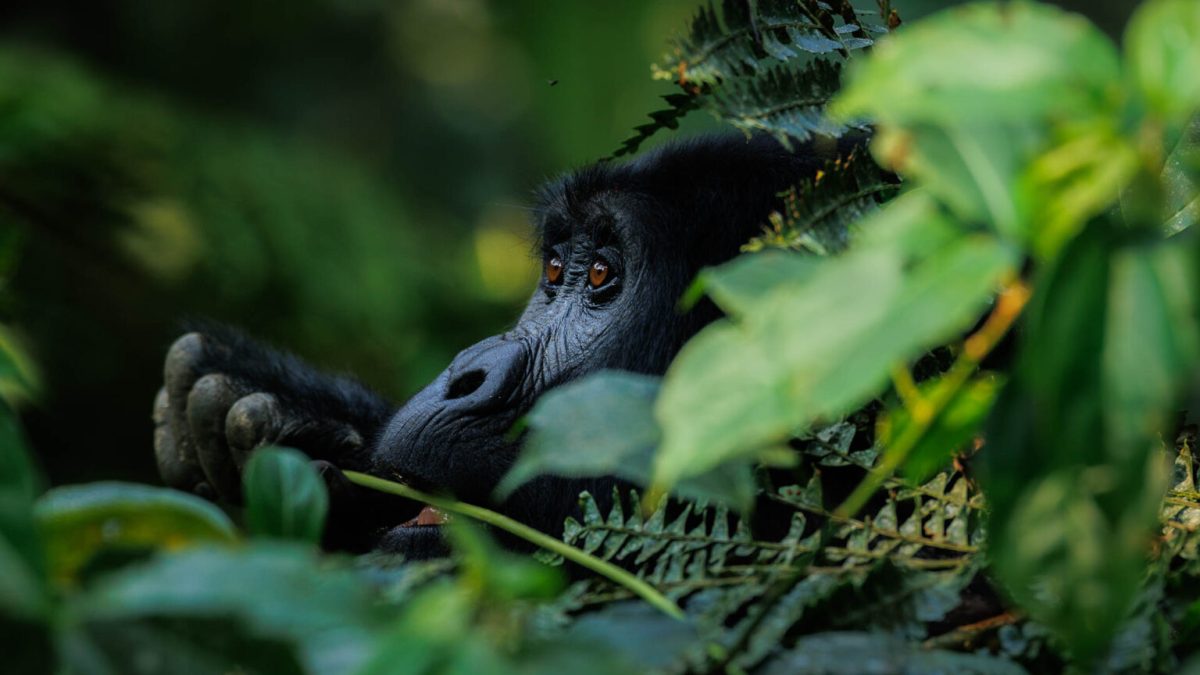 Gorilla Trekking Holidays