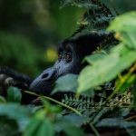 Gorilla Trekking Holidays