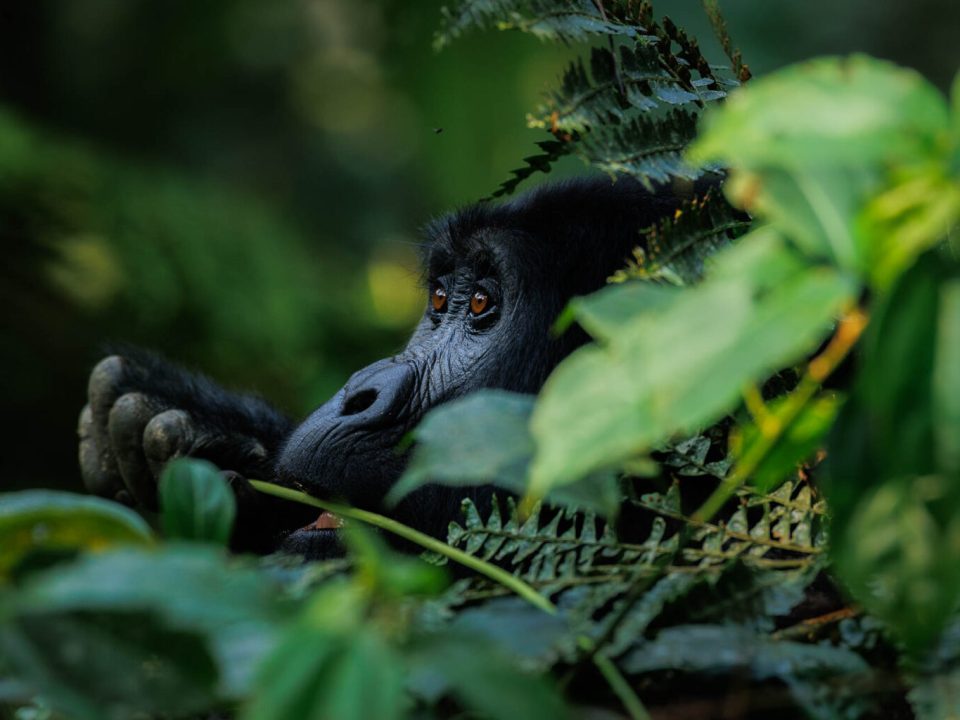 Gorilla Trekking Holidays