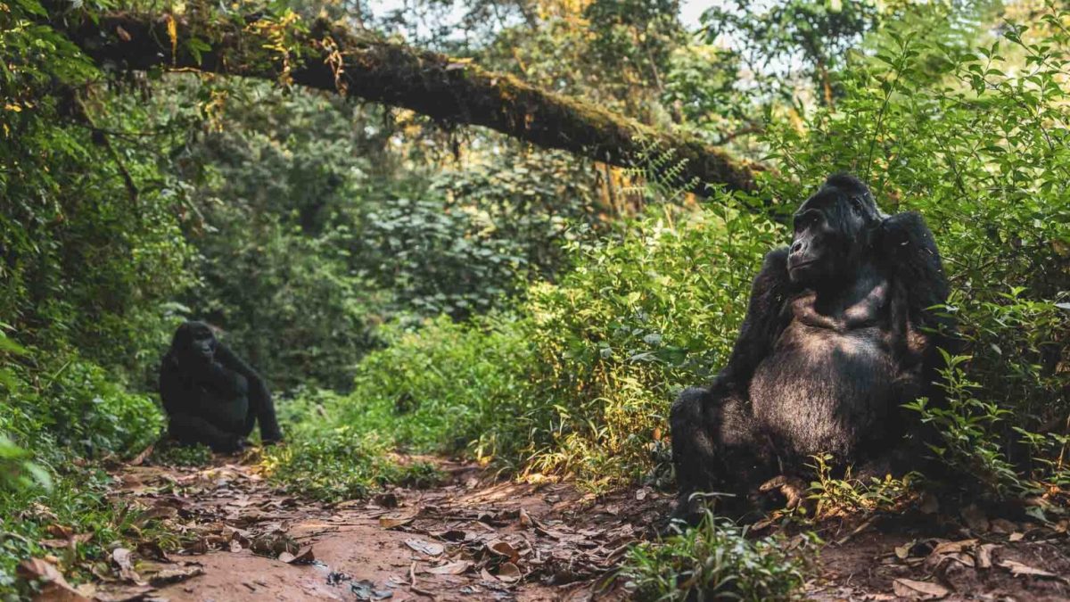 Gorilla Trekking vs Gorilla Habituation