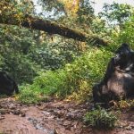 Gorilla Trekking vs Gorilla Habituation