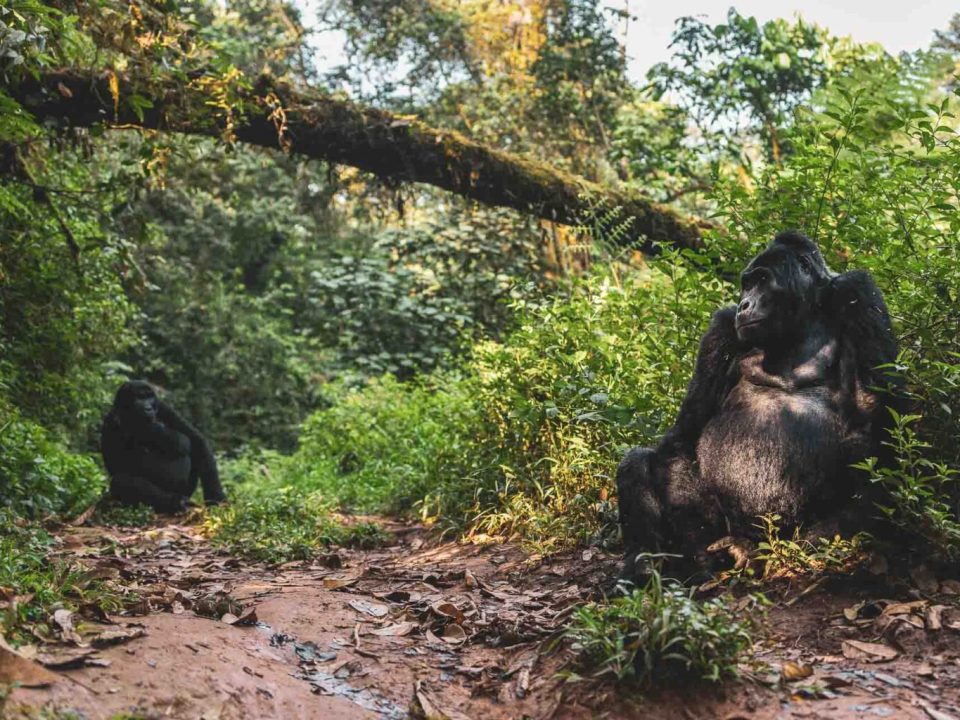 Gorilla Trekking vs Gorilla Habituation