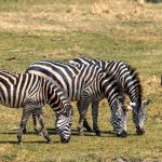 Ngorongoro Crater Safari