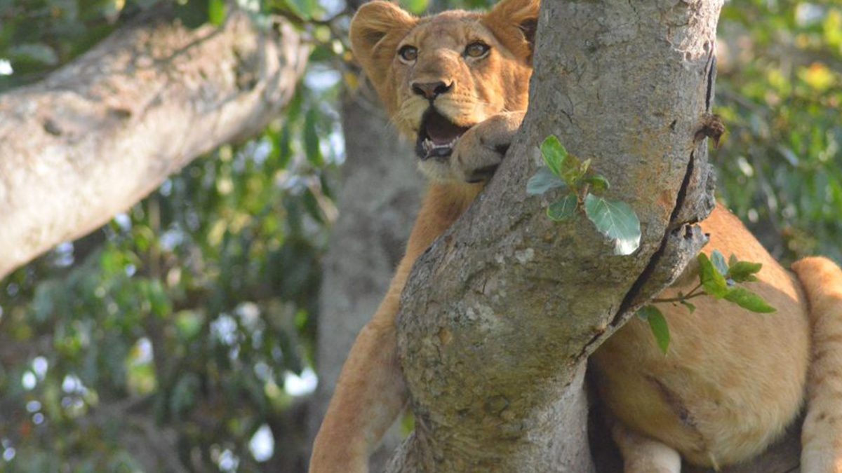 Uganda Wildlife Safari Experience