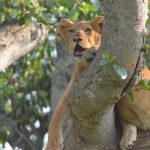 Uganda Wildlife Safari Experience