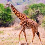 8 days Rwanda Wildlife Safari