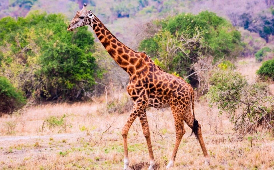 8 days Rwanda Wildlife Safari