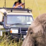 What to Expect on Your Wildlife Safari in Uganda