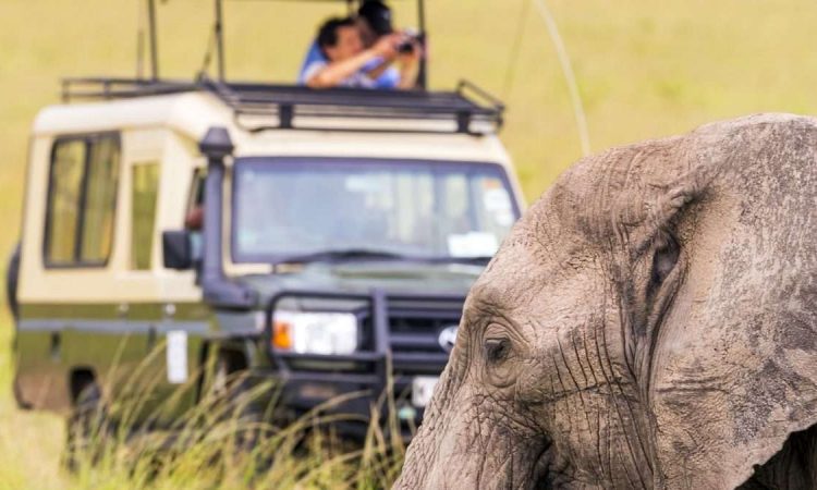 What to Expect on Your Wildlife Safari in Uganda