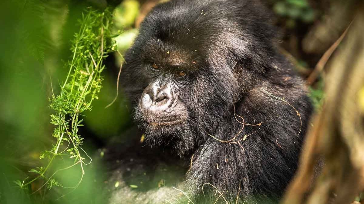 Nairobi to Uganda Gorilla Tour