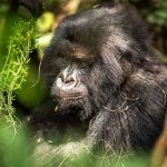 Nairobi to Uganda Gorilla Tour