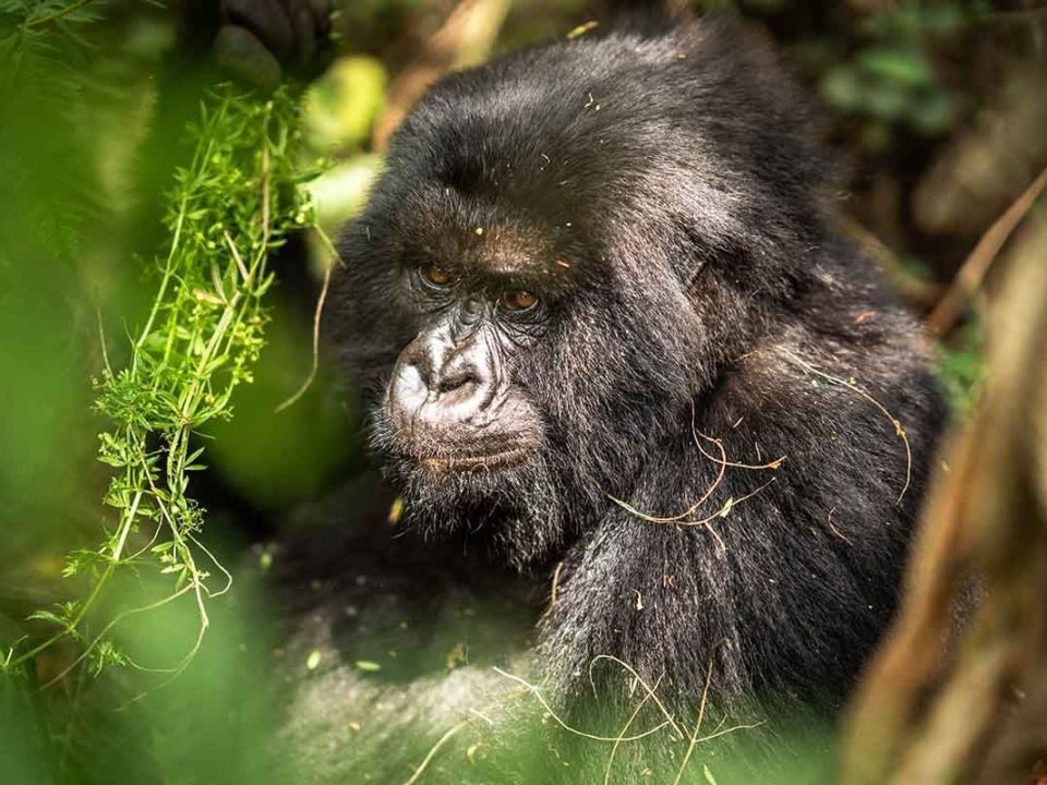 Nairobi to Uganda Gorilla Tour