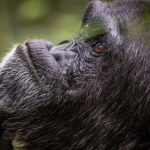 Uganda Chimps and Gorilla Trekking