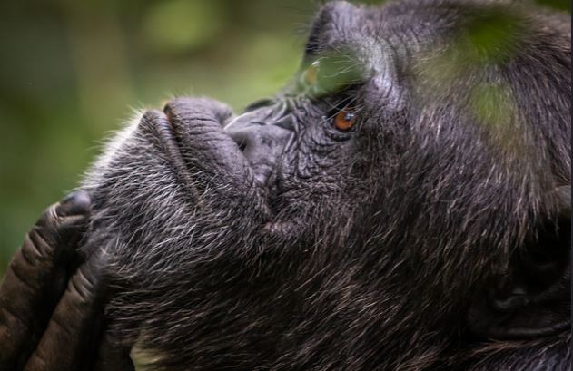 Uganda Chimps and Gorilla Trekking