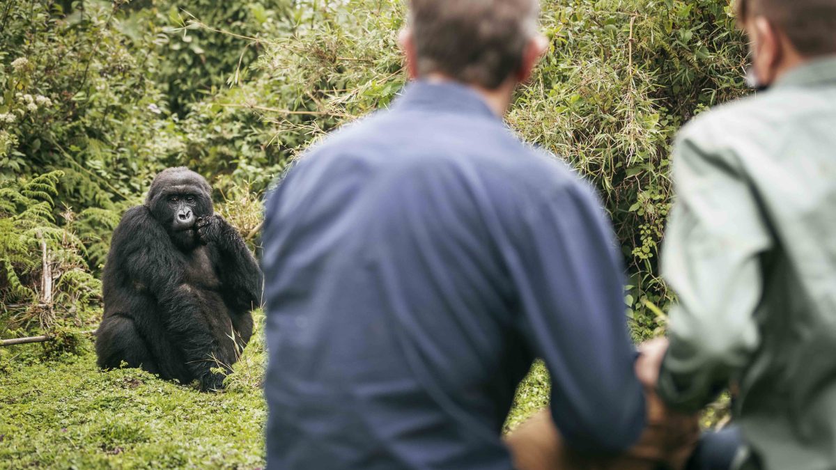 10 Days Uganda Safari Experience