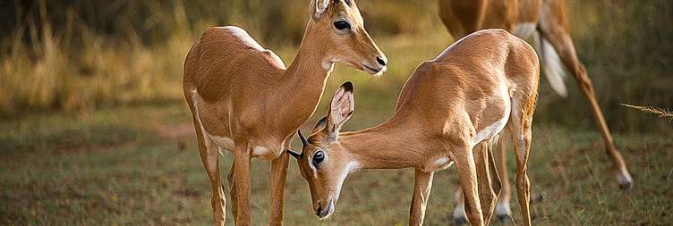 3-Day Big 5 Safari Adventures