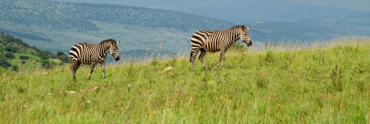3-Day Big 5 Safari Adventures