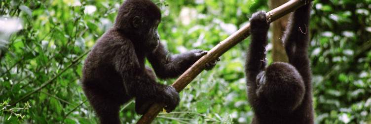 Gorilla and Chimpanzee Safari