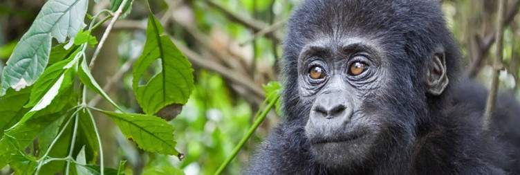 3-Day Gorilla Trekking