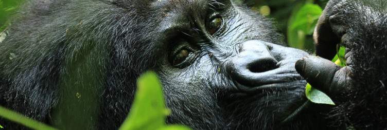 8-day Uganda safari