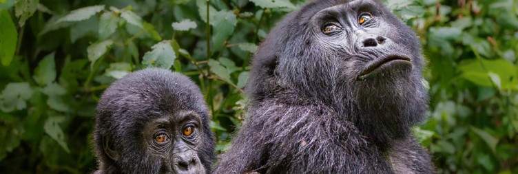 7-Day Uganda Wildlife & Gorilla