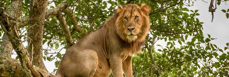 7-Day Uganda Wildlife & Gorilla