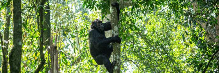 8-day Uganda safari