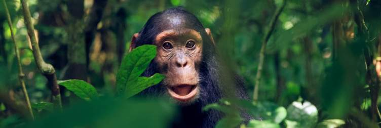 8-day Uganda safari