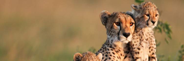 4-Day Taste of Kenya