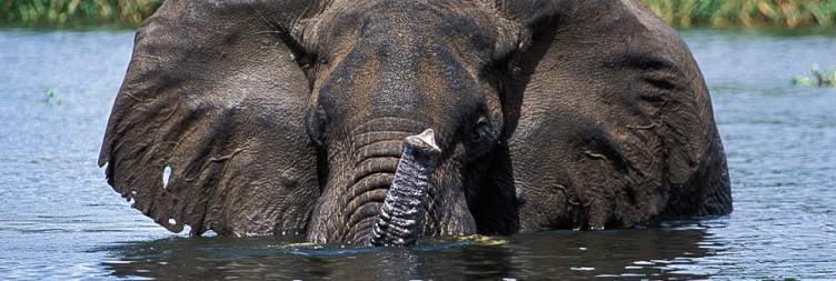 8-day Uganda safari